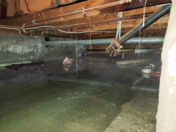Best Water damage cleanup near me  in Medford, MN