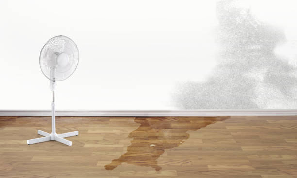 Best Carpet water damage restoration  in Medford, MN