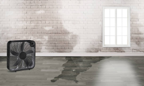 Best Local water damage restoration  in Medford, MN